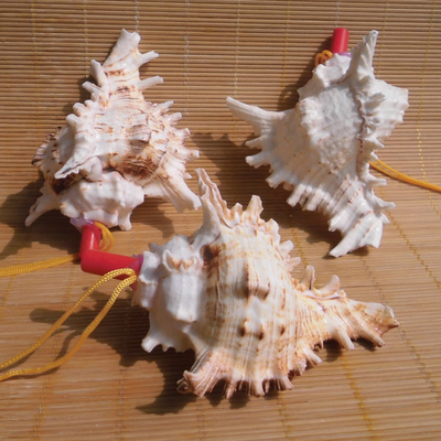 海螺贝壳工艺品 从大海到童年的奇妙旅程